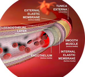 Phase 1 Of SizeVitrexx