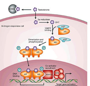 Phase 3 Of SizeVitrexx